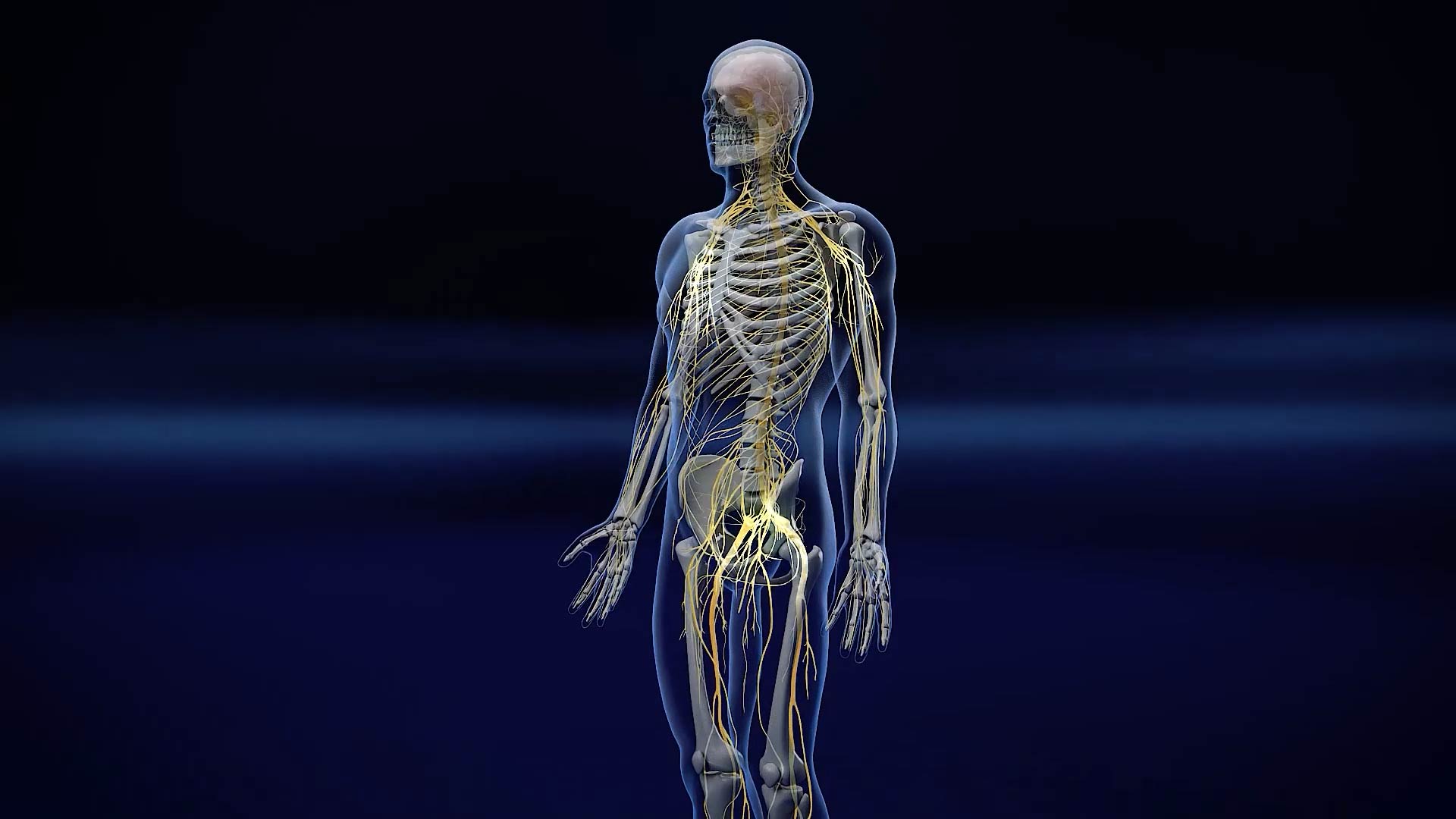 人体を透視した全身の神経系3DCG